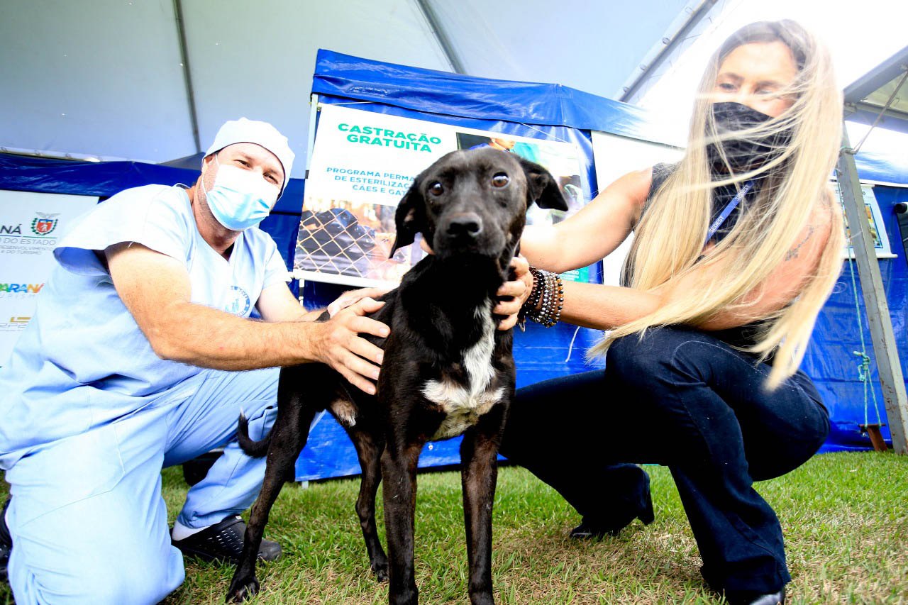 4º ciclo do Castrapet começa em novembro e vai atender 35 mil animais