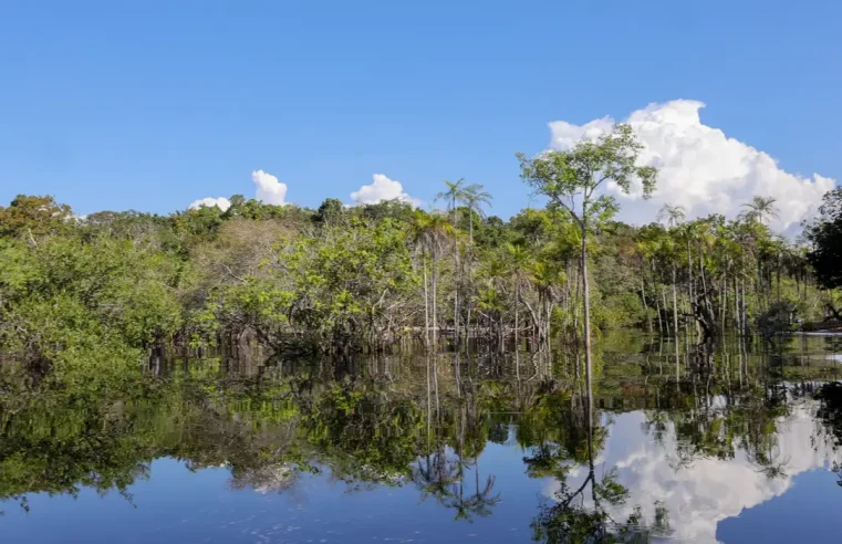 Sociedade civil aposta em parcerias para recuperação florestal no país
