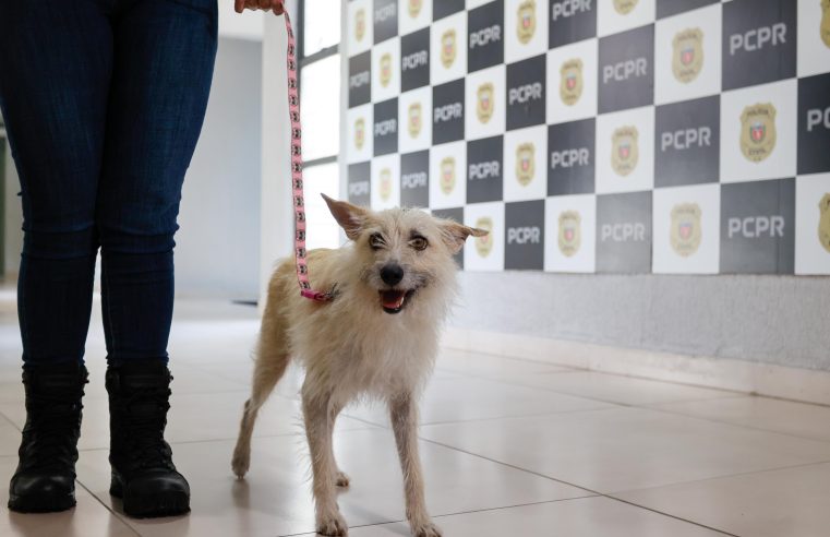 Policiais civis adotam cachorrinha que “pediu ajuda” para salvar os filhotes