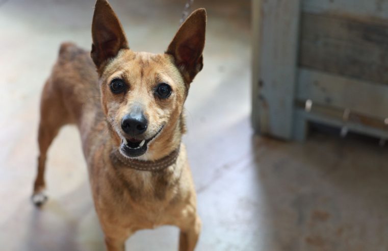 Prefeitura oferece microchipagem gratuita de cães e gatos hoje (17), no bairro Periolo