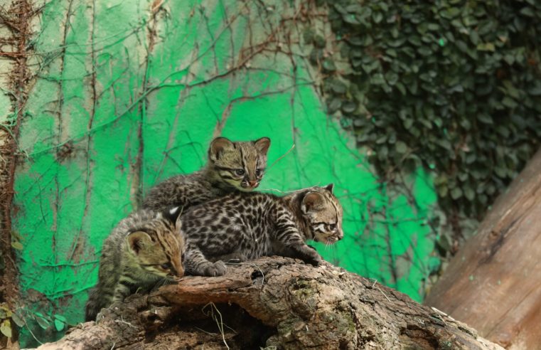Prefeitura convoca população para escolher nome de gatos-do-mato que são os novos moradores do parque