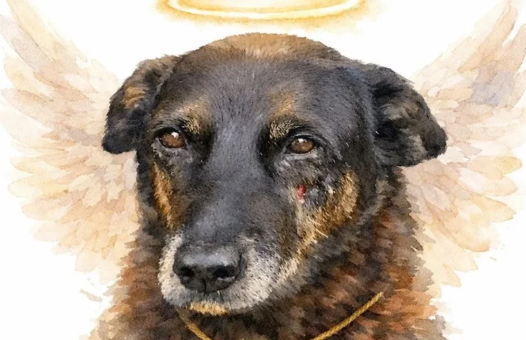 Cão Orelha: o que diz a lei sobre crimes contra animais no Brasil