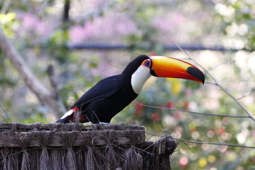 Zoológico amplia dias de visitação para criançada aproveitar parque nas férias escolares