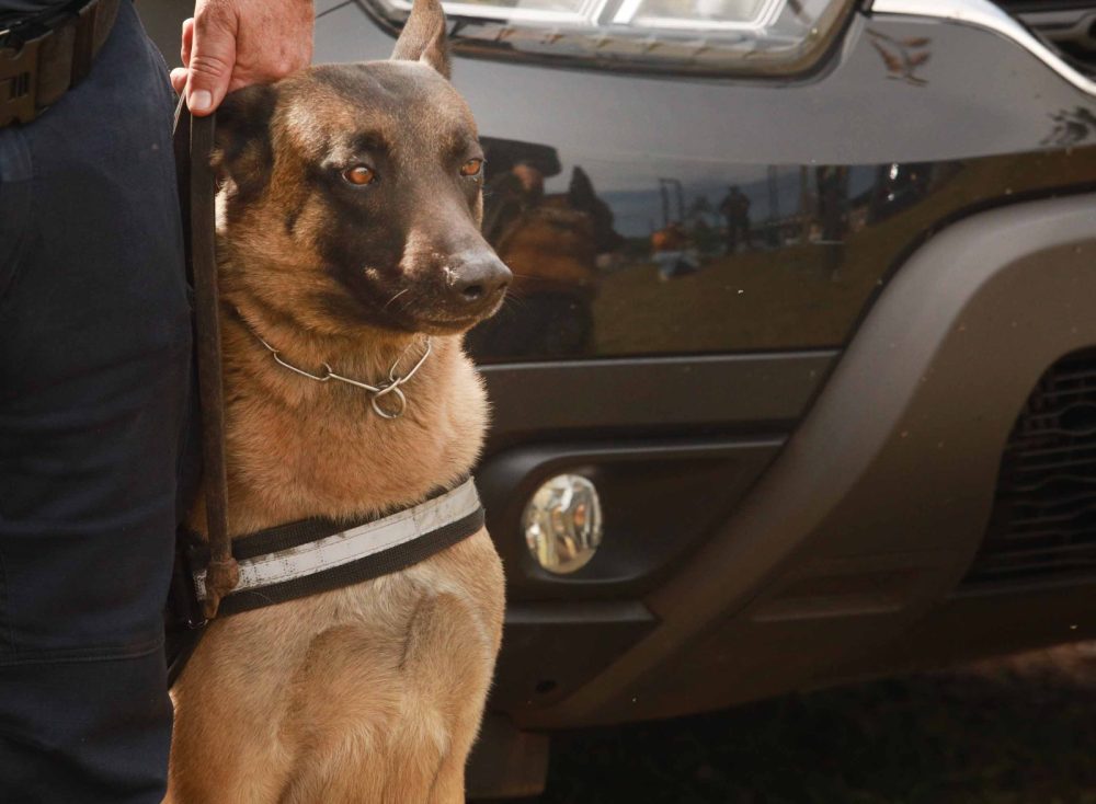 Guarda Municipal de Cascavel realiza treinamento com cães para aprimorar técnicas de detecção