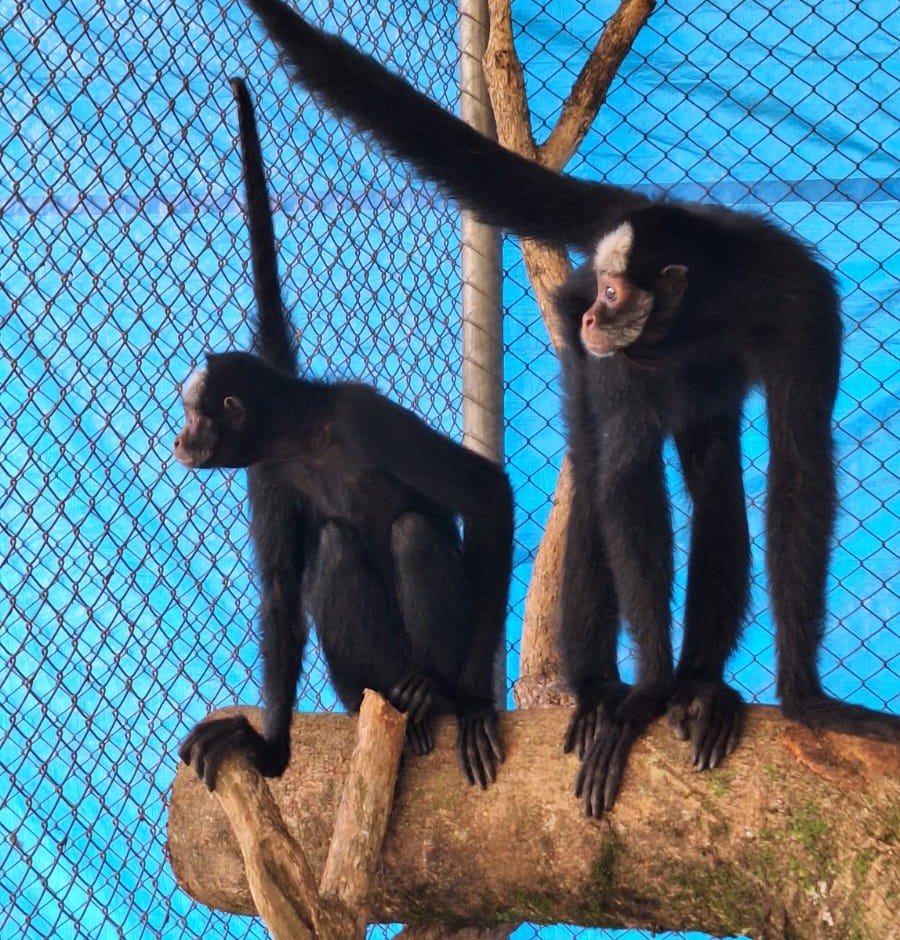 Zoológico recebe duas macacas-aranha ameaçadas de extinção
