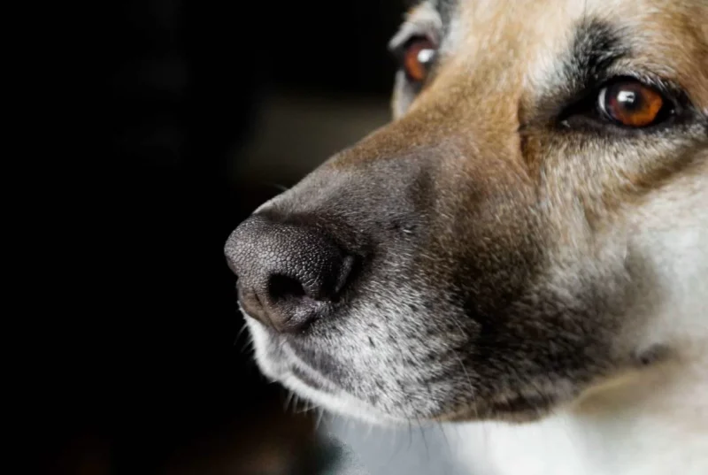 Coreia do Sul aprova lei que proíbe comercialização de carne de cães