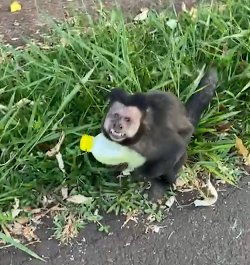 Mulher viraliza ao ter caldo de cana ‘roubado’ por macaco em Maringá (PR)