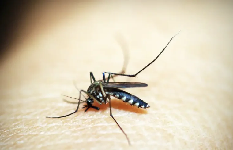 Brasil tem mais de 6,5 milhões de casos prováveis de dengue este ano