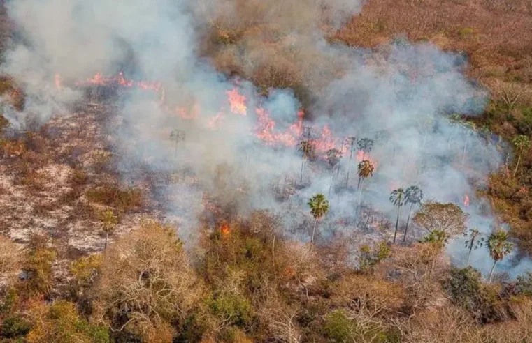 Advogado recebe multa de R$ 50 Milhões por causar incêndio recorde no Pantanal