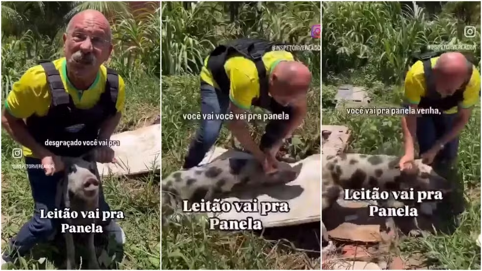 Vereador é investigado por maus-tratos e ameaças após vídeo segurando porco pelas orelhas no Ceará