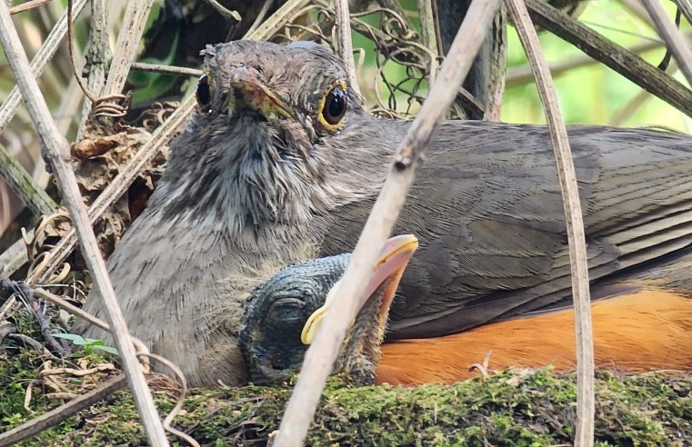 IAT orienta sobre cuidados com filhotes de aves encontrados fora do ninho
