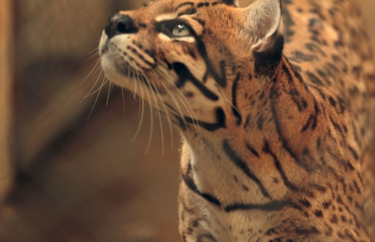 Zoológico amplia visitação e abrirá parque de terça a domingo durante férias escolares