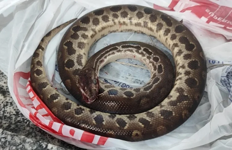 Homem morde sucuri depois de ser atacado pela cobra em SP. Ela morreu