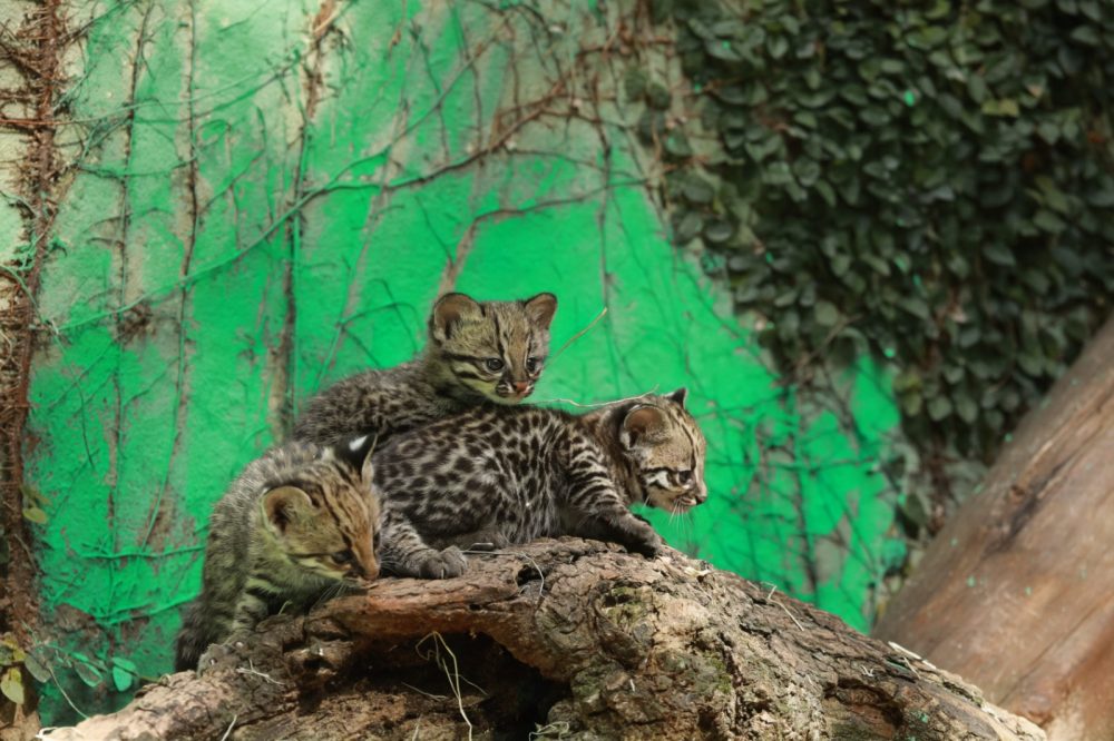 Prefeitura convoca população para escolher nome de gatos-do-mato que são os novos moradores do parque