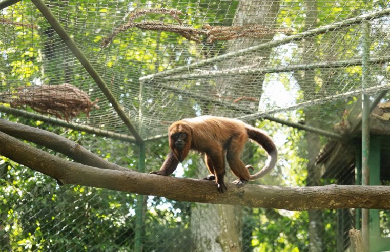 Férias com passeio garantido: Zoo de Cascavel amplia visitação e abrirá de terça a domingo