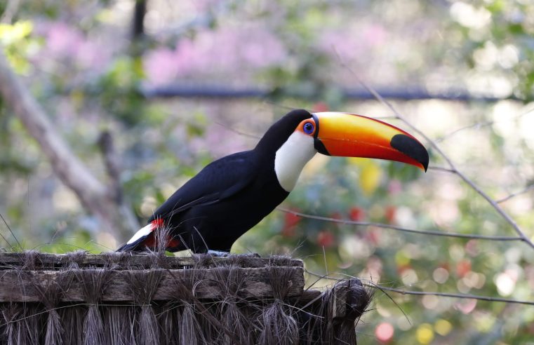Zoológico amplia dias de visitação para criançada aproveitar parque nas férias escolares