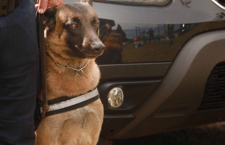 Guarda Municipal de Cascavel realiza treinamento com cães para aprimorar técnicas de detecção