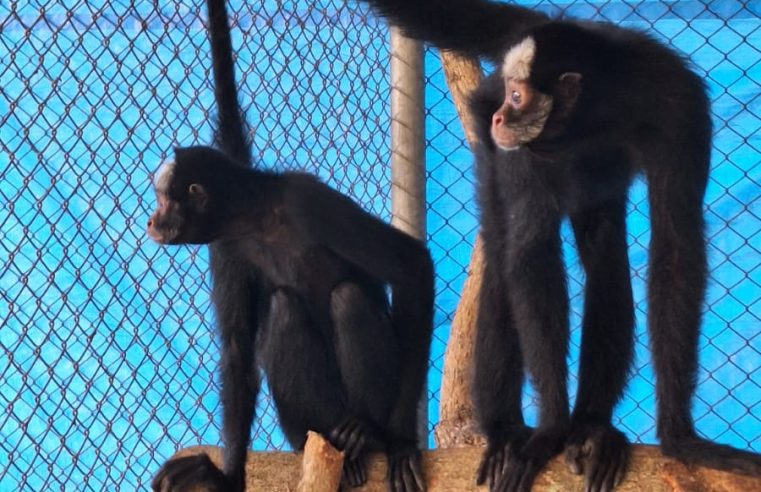 Zoológico recebe duas macacas-aranha ameaçadas de extinção
