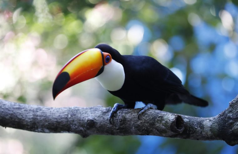 Zoo de Cascavel estará fechado neste fim de semana por questões de segurança