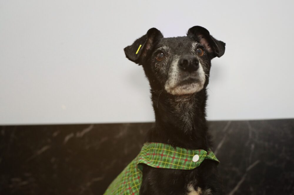 Prefeitura busca famílias para acolher cães e gatos resgatados de maus-tratos em Cascavel